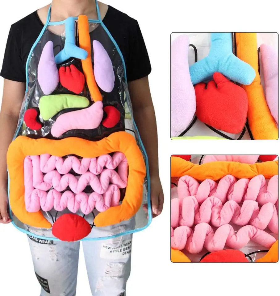 Anatomy Apron™ | Bestudeer het lichaam op een interactieve manier - Organen schort